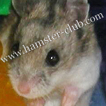 hamster's skin  problems